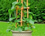 35 Seeds Spacemaster Bush Cucumber Seeds Patio Container Hanging Basket ... - $8.99