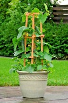 35 Seeds Spacemaster Bush Cucumber Seeds Patio Container Hanging Basket ... - £7.14 GBP