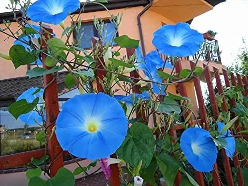 Blue Morning Glory Climbing Vine 300 Seeds To Plant Beautiful Flowering Vine Usa - £19.34 GBP