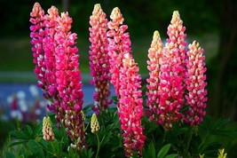 New Fresh Seeds 25 Pink Purple Orange Lupine Seeds Flower Perennial Flowers Hard - $7.78