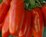 San Marzano Tomato Seeds 100 Garden Vegetables Sauce Salad Fast Shipping - $8.99