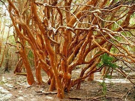 Luma Apiculata Arrayan Chilean Myrtle Shortleaf Stopper Temu 10 Seeds USA Garden - £15.50 GBP