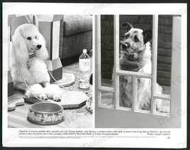 Look Who&#39;s Talking NOW-8X10 B&amp;W PHOTO-SNOOTY POODLE/MUT Fn - £16.47 GBP