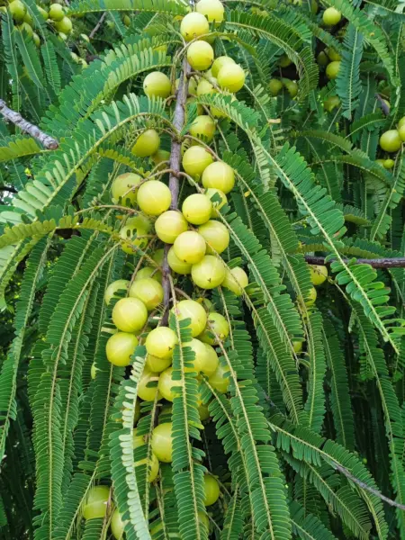 Top Seller 10 Indian Gooseberry Phyllanthus Emblica Emblic Edible Fruit ... - £12.27 GBP