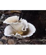 Glowing Mushroom Ghost Kit - $26.96