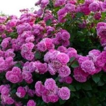 10 Climbing Purple Rose Seeds Flower Bush Perennial Shrub Flowers Seed 1299 Gard - $11.08