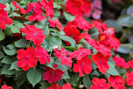 50 Dwarf Red Impatiens Scarlet Walleriana Sun Or Full Shade Flower Seeds *From U - £7.65 GBP