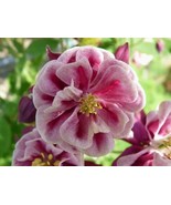 50 SEEDS ROSE PINK COLUMBINE AQUILEGIA VULGARIS HEIRLOOM SEEDS FOR QUICK... - $8.35