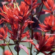 US Seller Castilleja Linariifolia Wyoming Narrow-Leaved Desert Paintbrush 50 See - $17.20