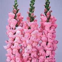 50 Pelleted Snapdragon Seeds Maryland Pink Yosemite Cut Flower Seeds Gardening U - £10.66 GBP