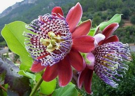 Fresh Passiflora Alata Fragrant Granadilla Winged-Stem Passion Flower 5 Seeds Sh - £19.60 GBP