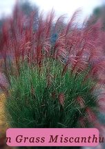 100 Purple Morning Premium Seeds Light Maiden Grass Miscanthus Usa Seeds... - $61.07 MXN