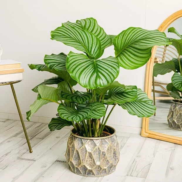 Round-Leaved Calathea Seeds for Garden Planting 24 Seeds USA - £6.36 GBP