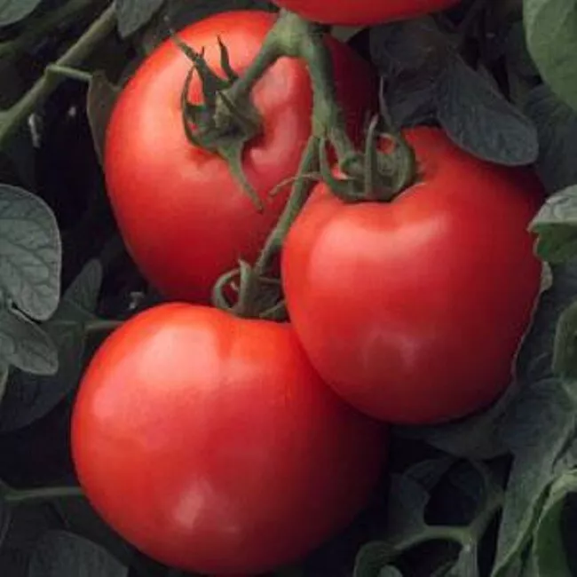 25 Seeds Tomato Bush Early Girl Determinate 65 Days - £11.71 GBP