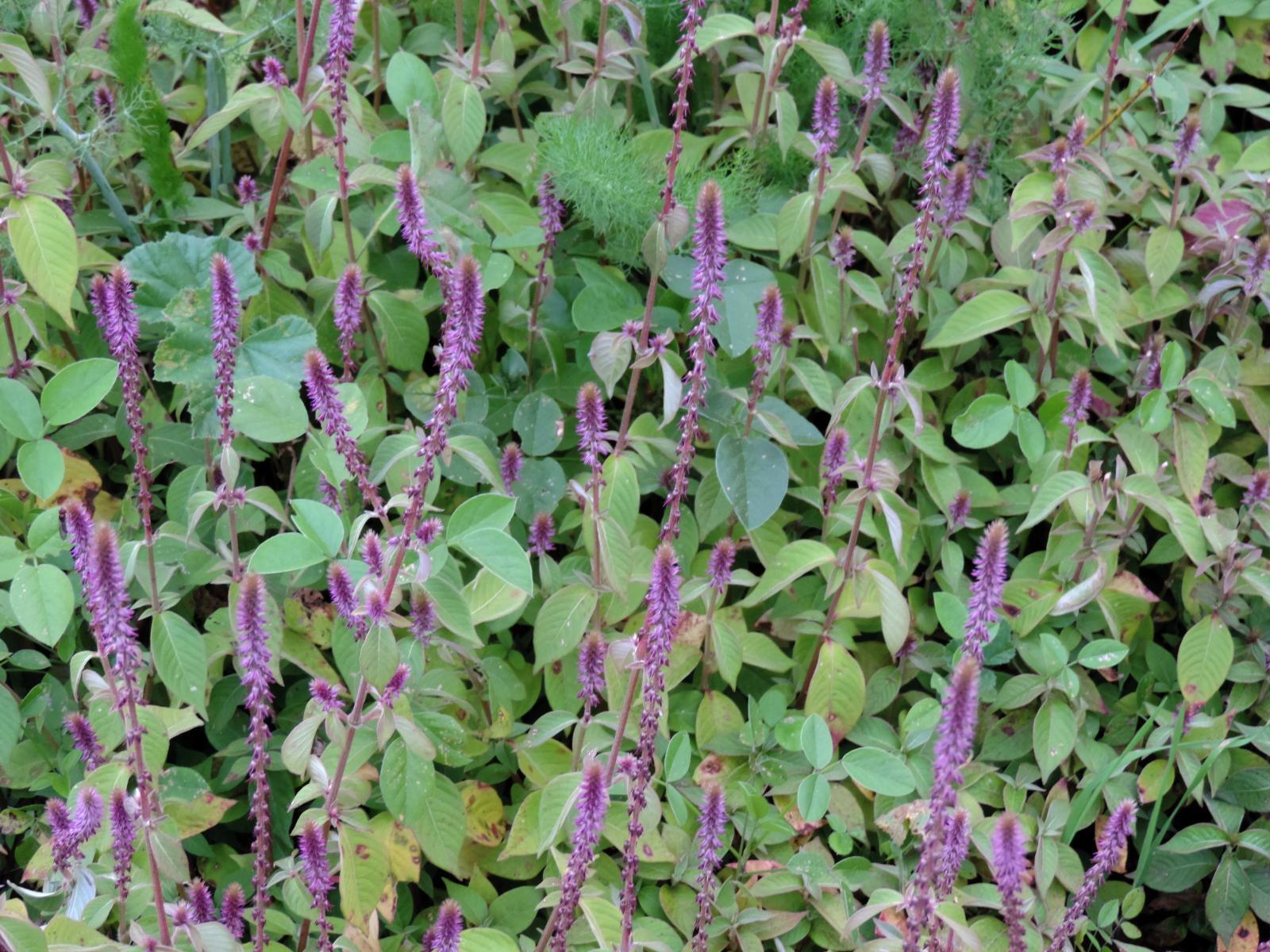 Achyranthes Aspera Devils Horsewhip Herb 5 seeds Fresh Gardening - $17.96