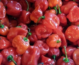 Red Habanero Pepper Seed  Heirloom Hot Chili Peppers Seeds 0.25Gr  From US - $10.59