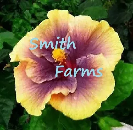 25 Seeds Purple Yellow Hibiscus Flowers Fast US Shipping - $9.50