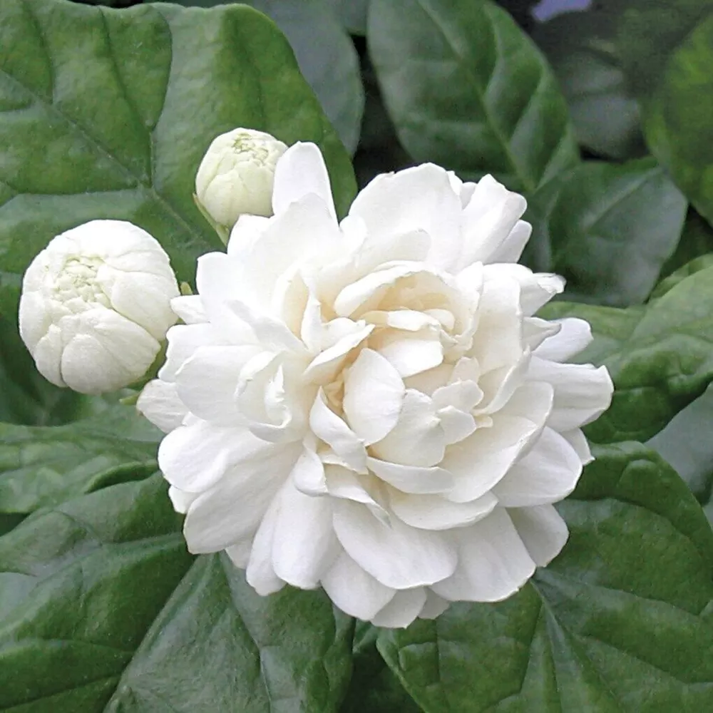 15+ Seeds Jasmine ‘Grand Duke house plant  garden flowers - £5.65 GBP