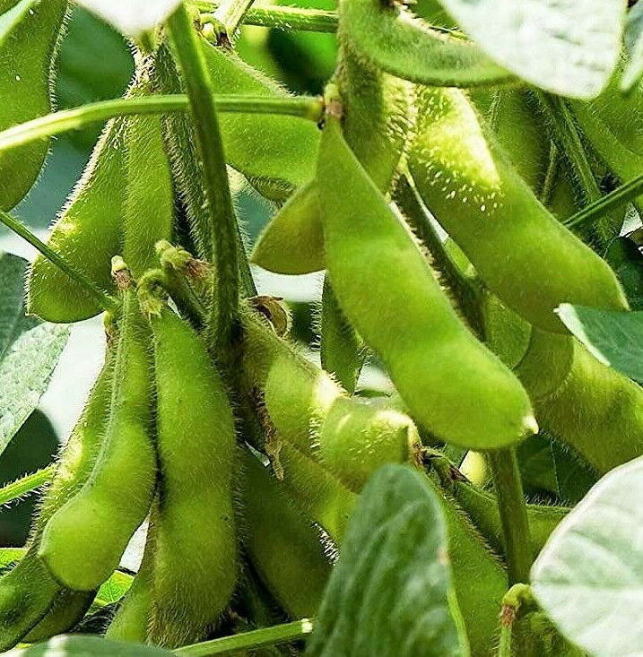 Triple Play Japanese Edamame Soy Bean Chinese Asian Vegetable Easy To Gr... - $12.89