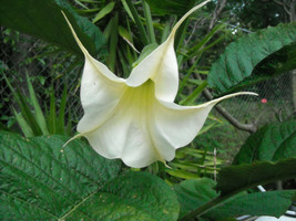 BRUGMANSIA ARBOREA white flowers Angel's Trumpet tree fragrant seed --10 seeds - $8.99