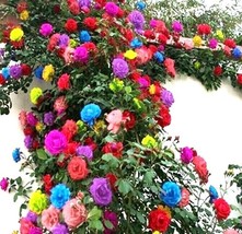 15 Mix Color Climbing Rose Seeds Flower Mixed Colors Plant Gardening USA Shippin - £7.80 GBP