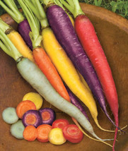 1000 Kaleidoscope (Rainbow) Carrot Seeds  Planting    From US - $10.48