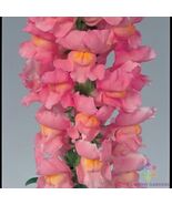1000 Calima Snapdragon Seeds - $157.68 MXN