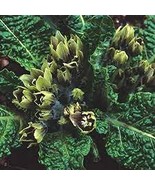 Plant World Seeds Mandragora officinarum (mandrake) 100 PCS Seeds - $205.08 MXN