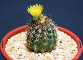 Neoporteria islayensis,  Peru Peruvian desert native cactus cacti seed 25 SEEDS - £7.98 GBP