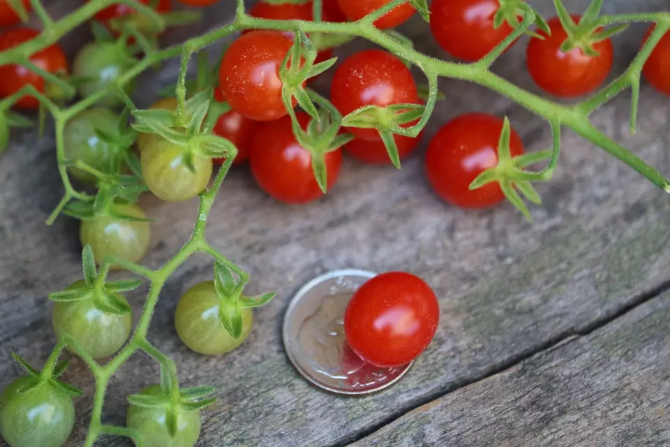 LWS Red Currant Tomato Heirloom Organic Non Gmo Herb 120 Seeds Fast Ship... - £7.26 GBP