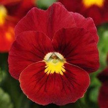 SR12Store Pansy Viola Wittrockiana Clear Crystals Scarlet50 Seeds US Product - £6.88 GBP