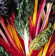 50 Seeds Swiss Chard Bright Lights Vegetable Seeds - £20.40 GBP