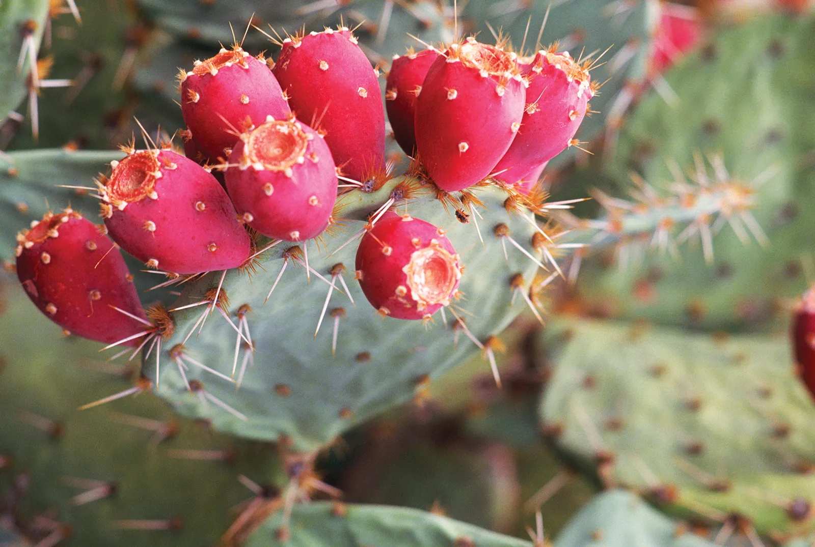 10 Cactus Pear Seeds - Prickly Pear with Sweet, Refreshing Fruit and Edible Pads - $11.60