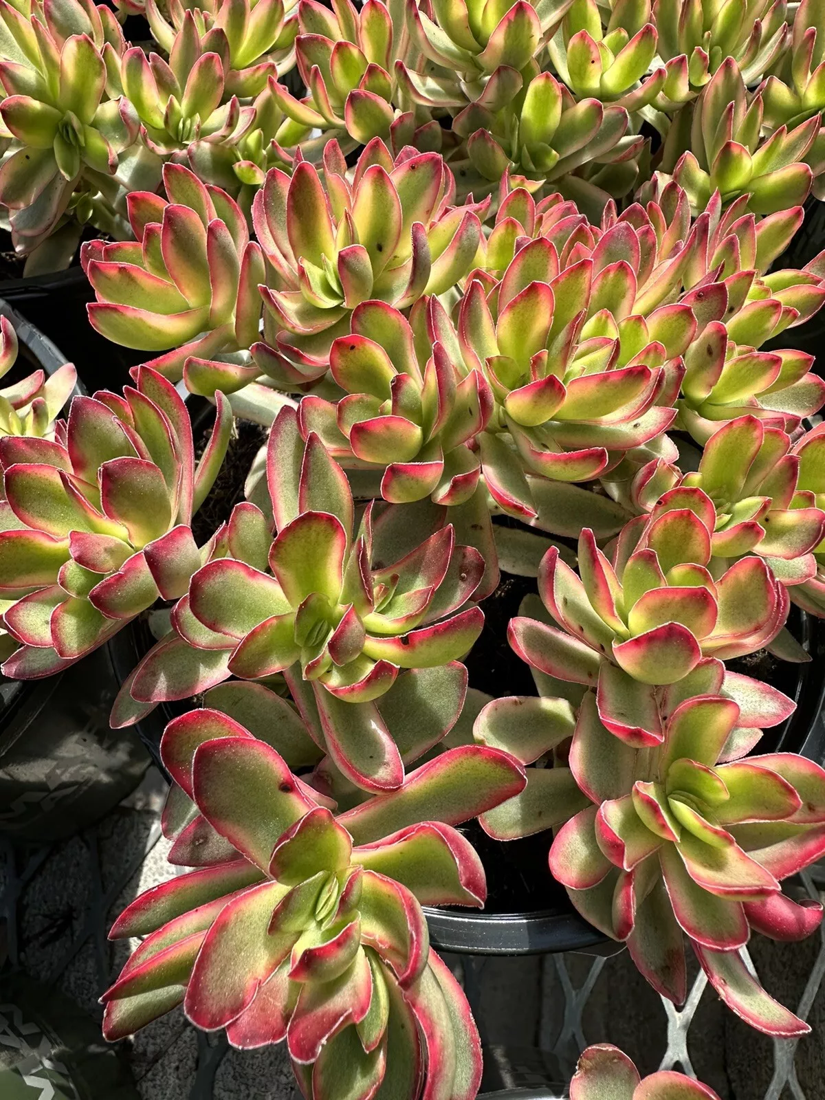 3 Cuttings Crassula Daydream variegated - £17.21 GBP