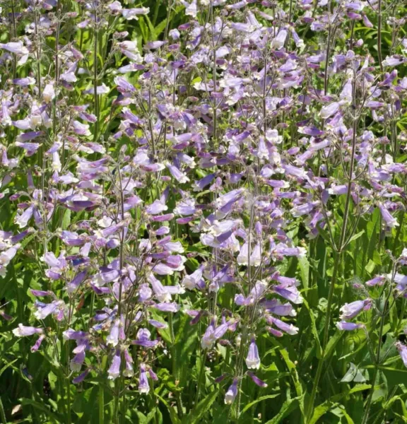 Penstemon Hairy Beardtongue Perennial Purple Hummingbirds Non Gmo 1000 Seeds Fre - £7.82 GBP