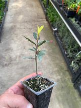 Laurus nobilis - &#39;Bay Leaf Tree&#39; - Bay Laurel or Sweet Bay  - £19.13 GBP