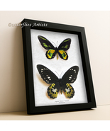 Ornithoptera Rothschildi Pair Golden Birdwing Butterfly Entomology Shado... - $224.99