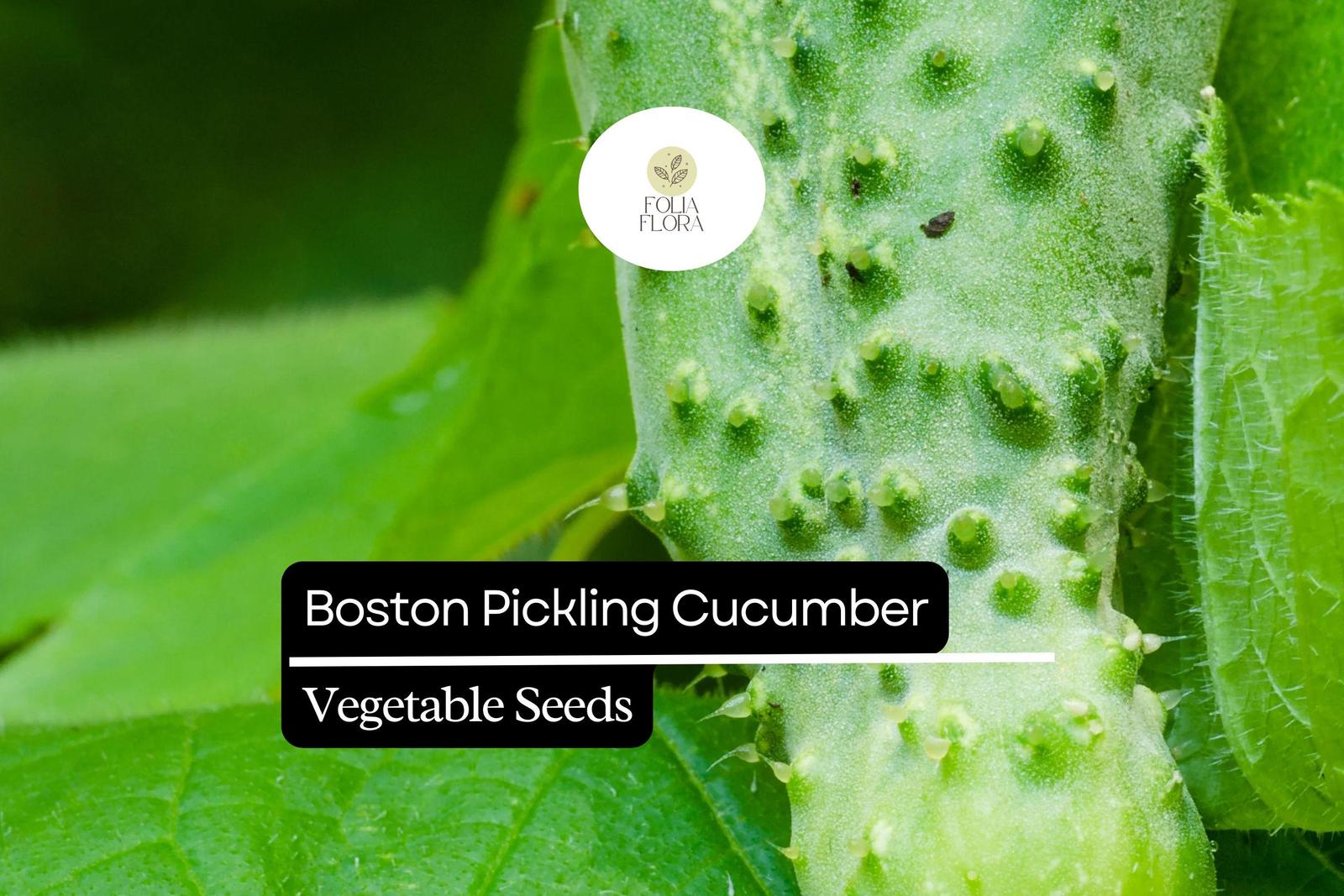 50 Seeds Boston Pickling Cucumber – Cucumis sativus, Heirloom Variety fo... - $5.14