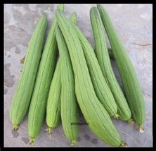 20 Seeds Asian Vegetable Edible Luffa long Smooth sponge gourd - £16.71 GBP