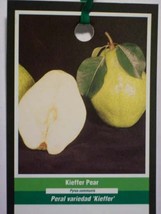 KIEFFER PEAR 4-6 FT  TREE PLANT SWEET JUICY PEARS FRUIT TREES PLANTS - £112.24 GBP