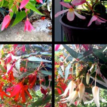 10 Angel Falls Assorted Colors Mix Tuberous Begonia Seeds US Seller Fast Shippin - $8.90