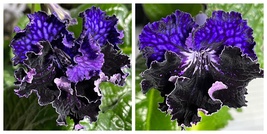 USA SELLER Neon Streptocarpus 2.5&quot; Pot Live Starter Plant - £39.30 GBP