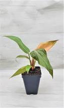 Philodendron Summer Glory in 4&quot; Pot - $34.00