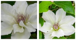 Kitty Clematis Vine - White with Burgundy Anthers - Fragrant - NEW! - 2.... - £36.73 GBP