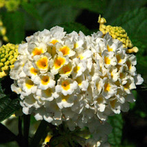 20 Seeds Lantana Camara Bonsai Flowers T4 Garden - $6.33