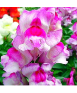 200 Pcs Pack Antirrhinum Snapdragon Bonsai Jardin Fragrant Dwarf Potted ... - $9.88