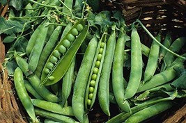 Green Arrow Pea Seeds - 200 Count Seed Pack - Non-GMO - A shelling Pea Variety T - £3.18 GBP