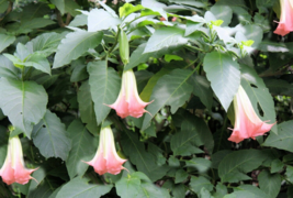 10 Pc Seeds Pink Angels Trumpet Flower Plant, Brugmansia Suaveolens Seeds | RK - $18.90