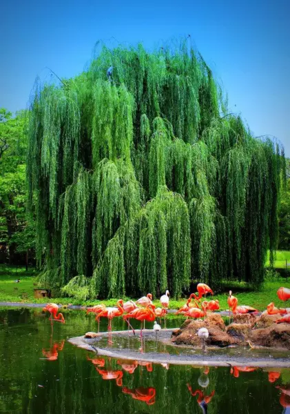 1 Weeping Willow Tree Live Tree Plant Cutting Memorial Gift Beautiful Arch Fresh - £21.96 GBP