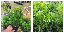 1 QT Upright Yew Podocarpus Macrophyllus Live Plant Evergreen Garden - £44.03 GBP